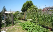 Amico - The Garden Managers Vegetable Gardens Kwikfynd